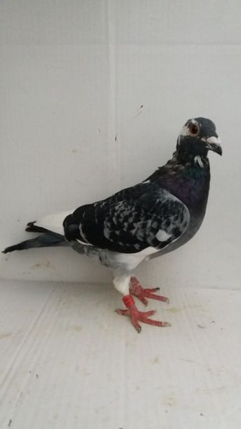 M 2017 vandut - De! voiajori vanduti