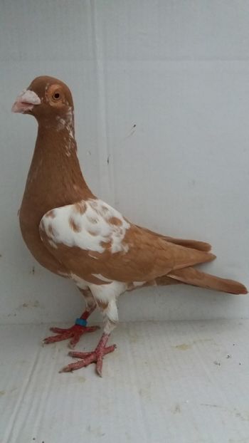 M 2018 vandut - De! voiajori vanduti