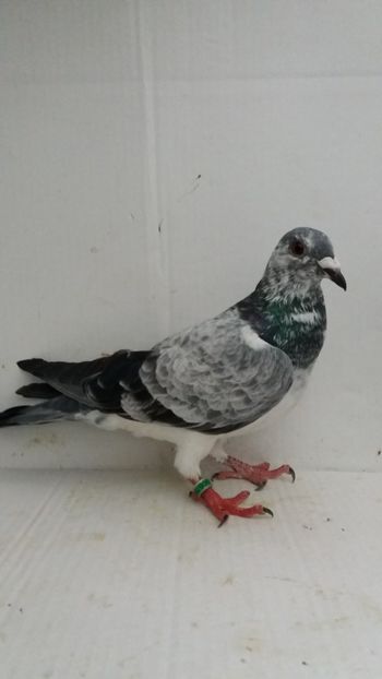 F 2018 vanduta 300buc - De! voiajori vanduti