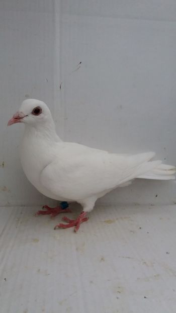 F 2017 vanduta - De! voiajori vanduti