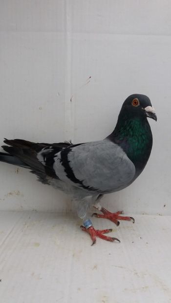 M 2016 vandut - De! voiajori vanduti