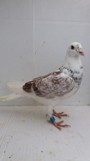 M 2016 vandut - De! voiajori vanduti