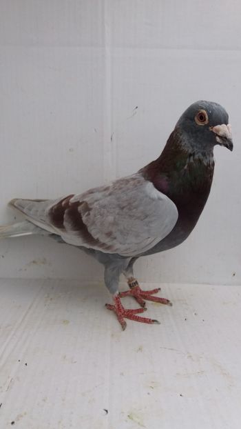 M 2012 vandut - De! voiajori vanduti