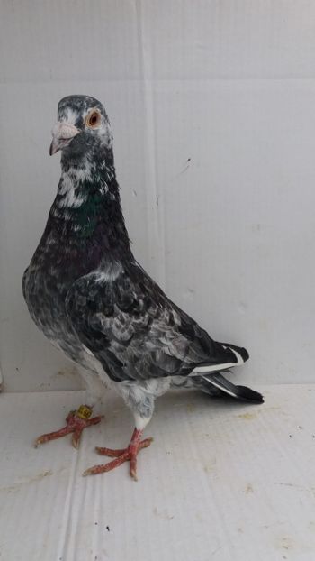 M 2006 vandut - De! voiajori vanduti