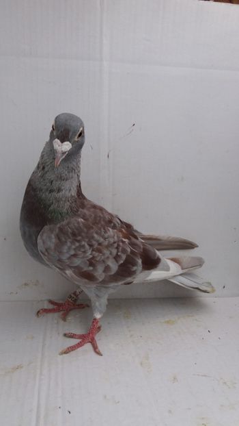 M 2012 vandut - De! voiajori vanduti