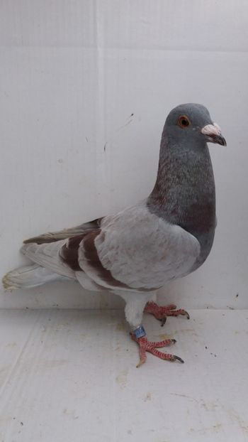 M 2016 vandut - De! voiajori vanduti