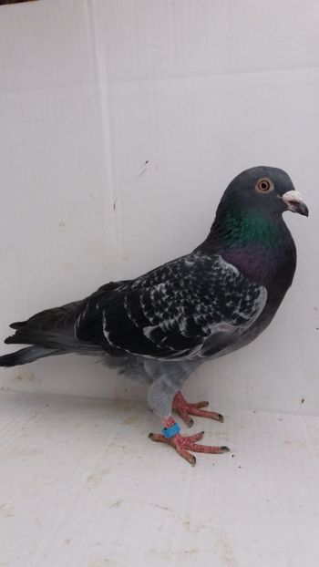 M 2018 vandut - De! voiajori vanduti