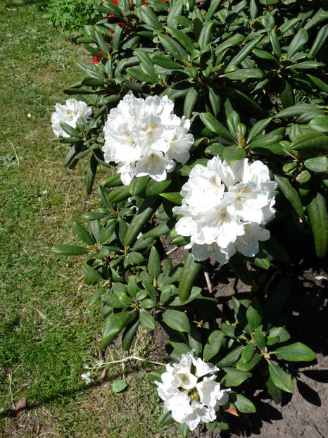  - Azalee si Rhododendroni