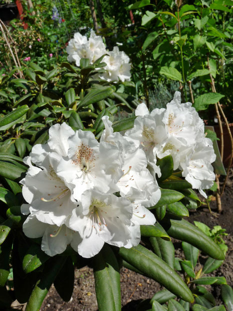  - Azalee si Rhododendroni