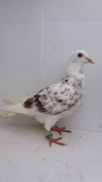 F 2018 vanduta - De! voiajori vanduti