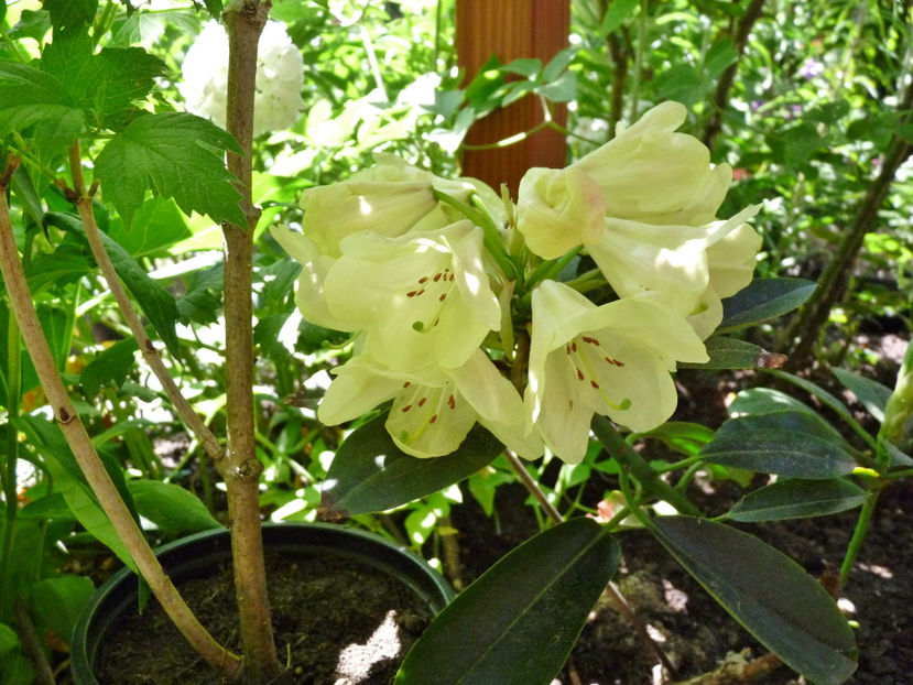  - Azalee si Rhododendroni