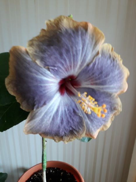  - RK Magical Evening