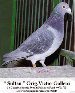 sultan-gallemi2 - PORUMBEI DE PODIUM NATIONAL MARATON