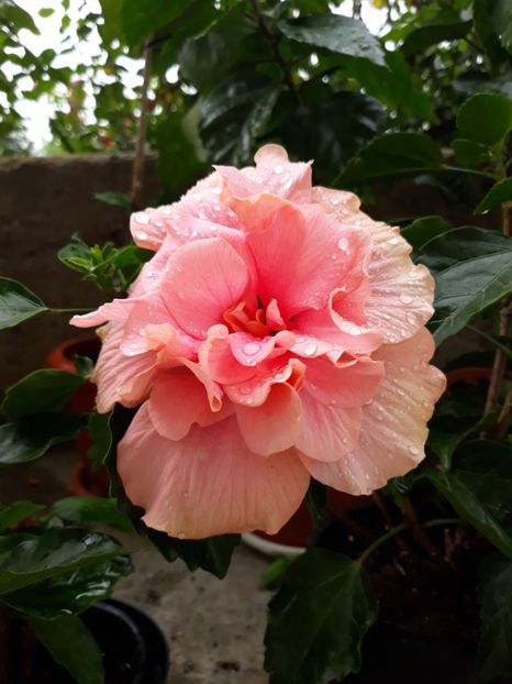  - Classic Pink