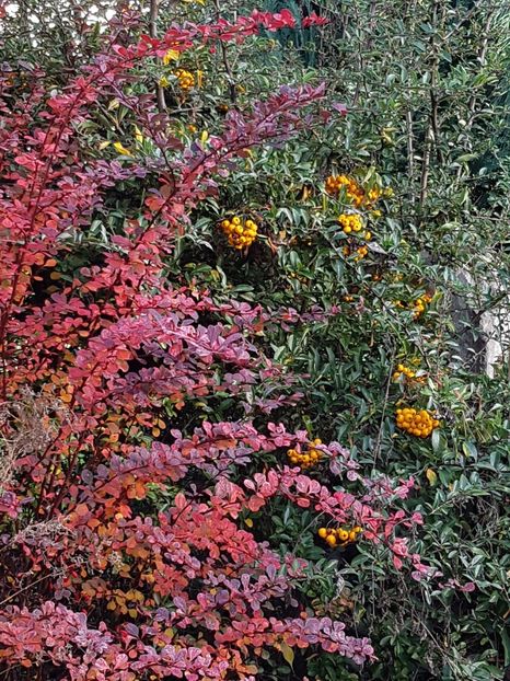 Berberis rosu si pyracantha - Octombrie 2018