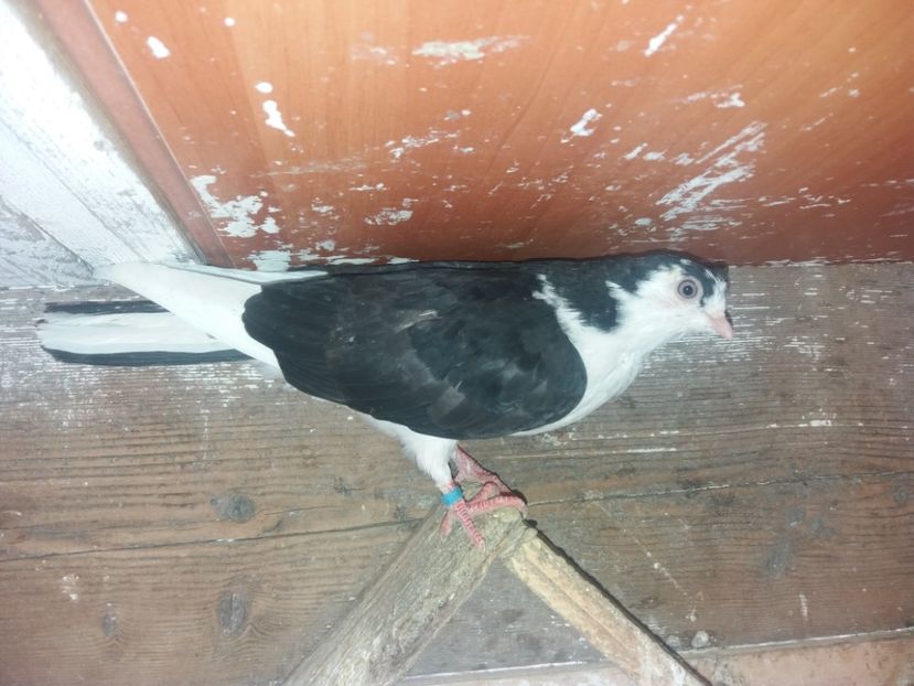 7185  femelă  2018 - Plecați ALBUM 2