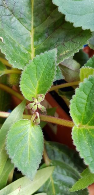  - Heartland Joy multumesc Moni