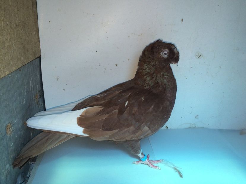 7064  femelă  2018 - Plecați ALBUM 2