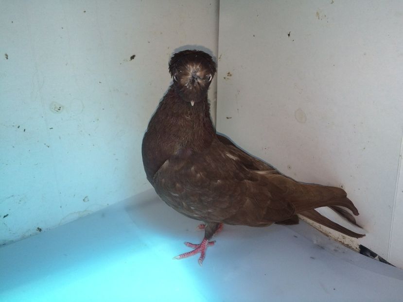 6999  mascul  2018 - Plecați ALBUM 2