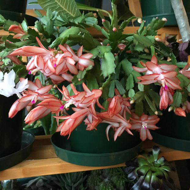  - 2018 Plante de interior