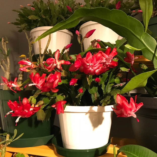  - 2018 Plante de interior