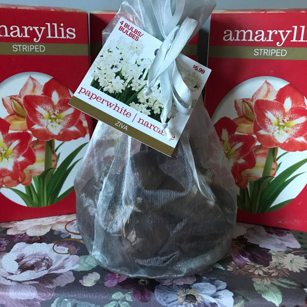  - 2018 Plante de interior