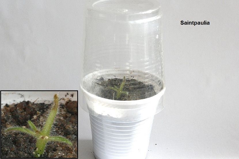 31.10.18 - 2 Inradacinare tija florala