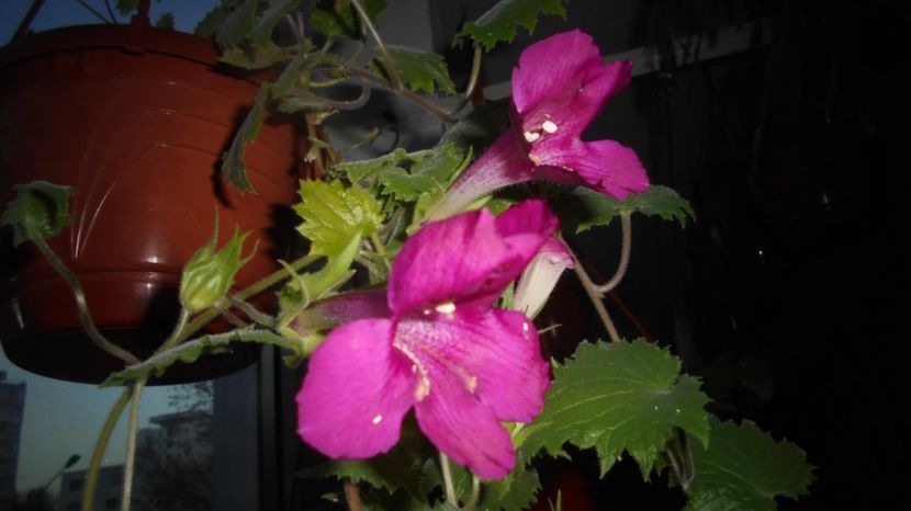 Lophospermum - In glastra