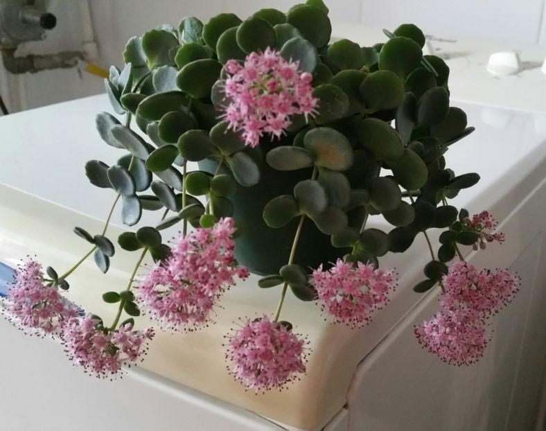 20181031_090908-1 - Suculente