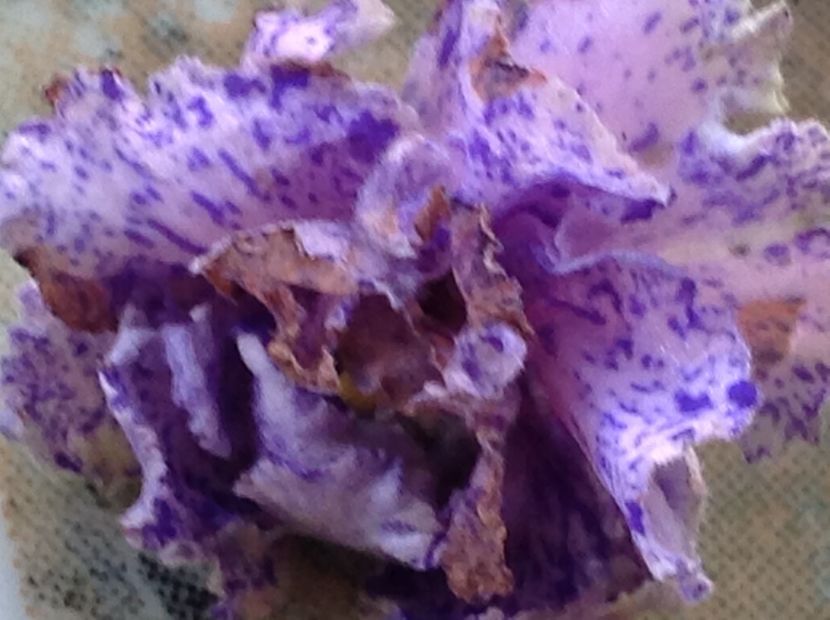 LIK Tver Patern - Violete de colecție cand nu poti sa te oprești 2018aprilie