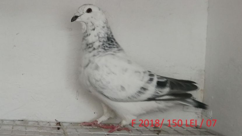 029 (2) - Disponibili