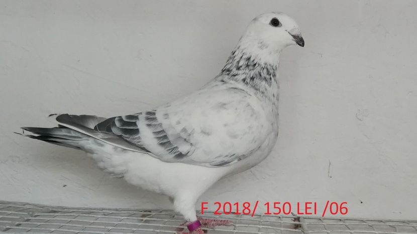 030 (2) - Disponibili