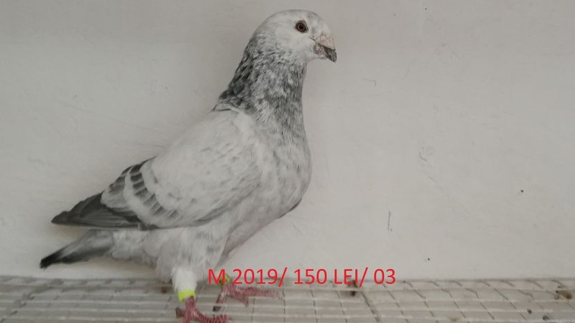 Screenshot_20181029-212054 - Disponibili