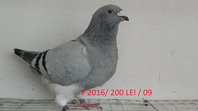 Screenshot_20181029-212029 - Disponibili