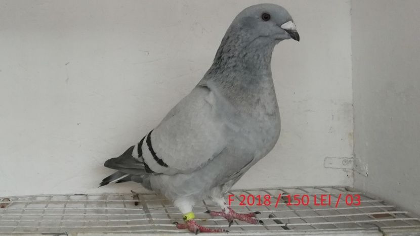 Screenshot_20181029-211954 - Disponibili