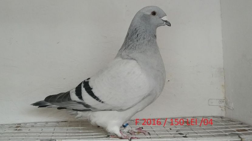 Screenshot_20181029-211922 - Disponibili