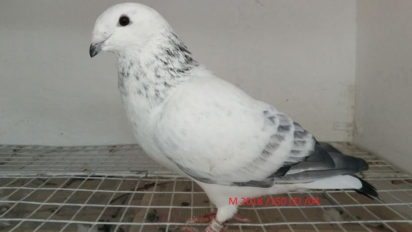 Screenshot_20181029-211739 - Disponibili