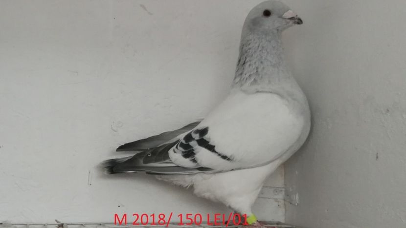 Screenshot_20181029-211652 - Disponibili