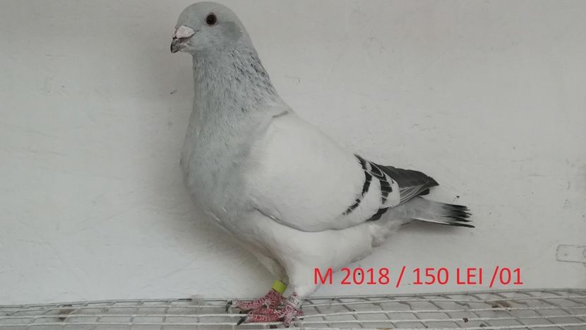 Screenshot_20181029-211634 - Disponibili