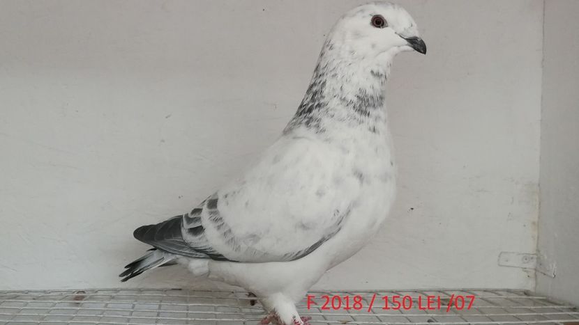 Screenshot_20181029-211611 - Disponibili