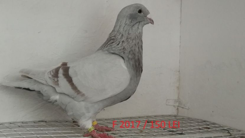 Screenshot_20181029-211440 - Disponibili