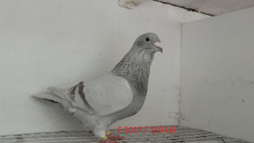 Screenshot_20181029-211424 - Disponibili