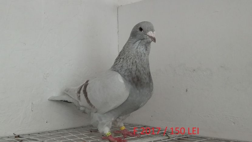 Screenshot_20181029-211410 - Disponibili