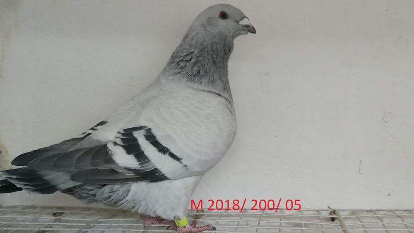 Screenshot_20181029-211352 - Disponibili