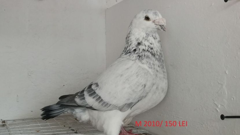 Screenshot_20181029-211327 - Disponibili