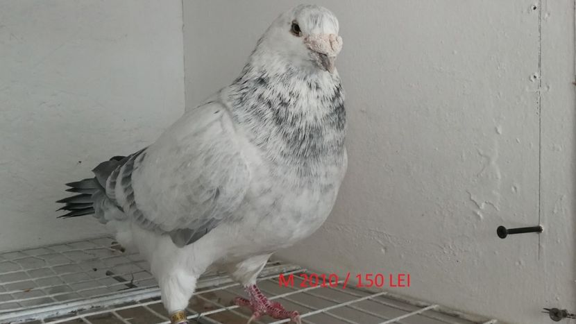 Screenshot_20181029-211257 - Disponibili