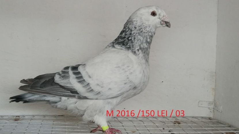 Screenshot_20181029-211228 - Disponibili