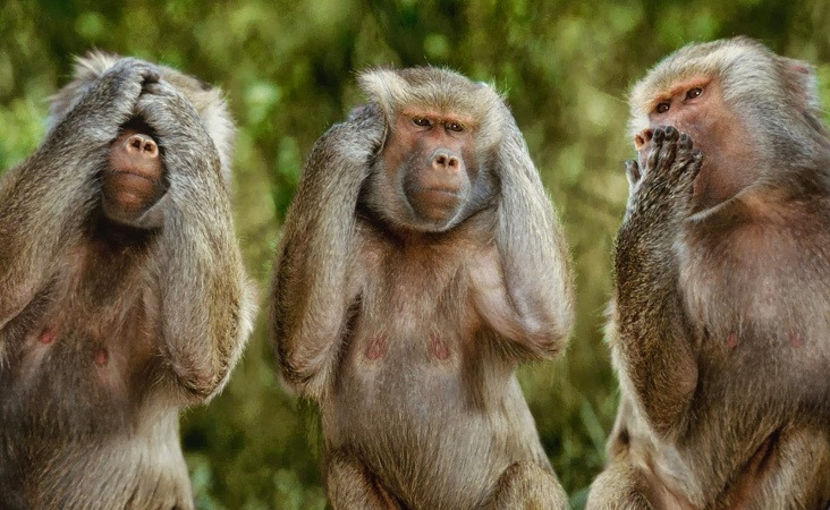 maimuțe foarte inteligente - NATURA ȘI SURPRIZELE EI