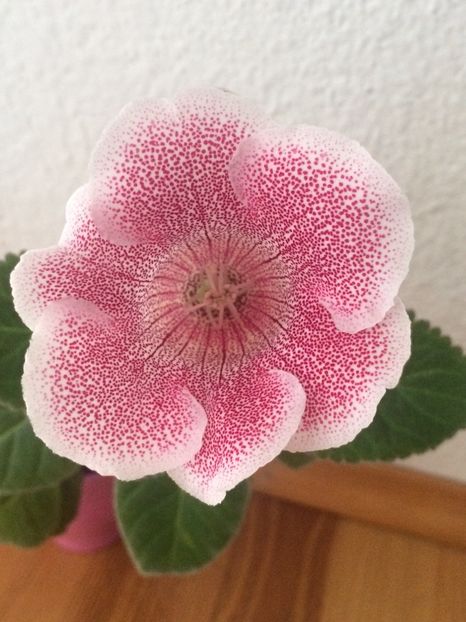 31.10.2018—Puiul - Provizorii înfloriți