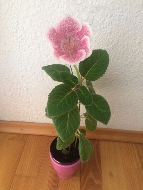 31.10.2018 - Gloxinia Iolanta-pierdut